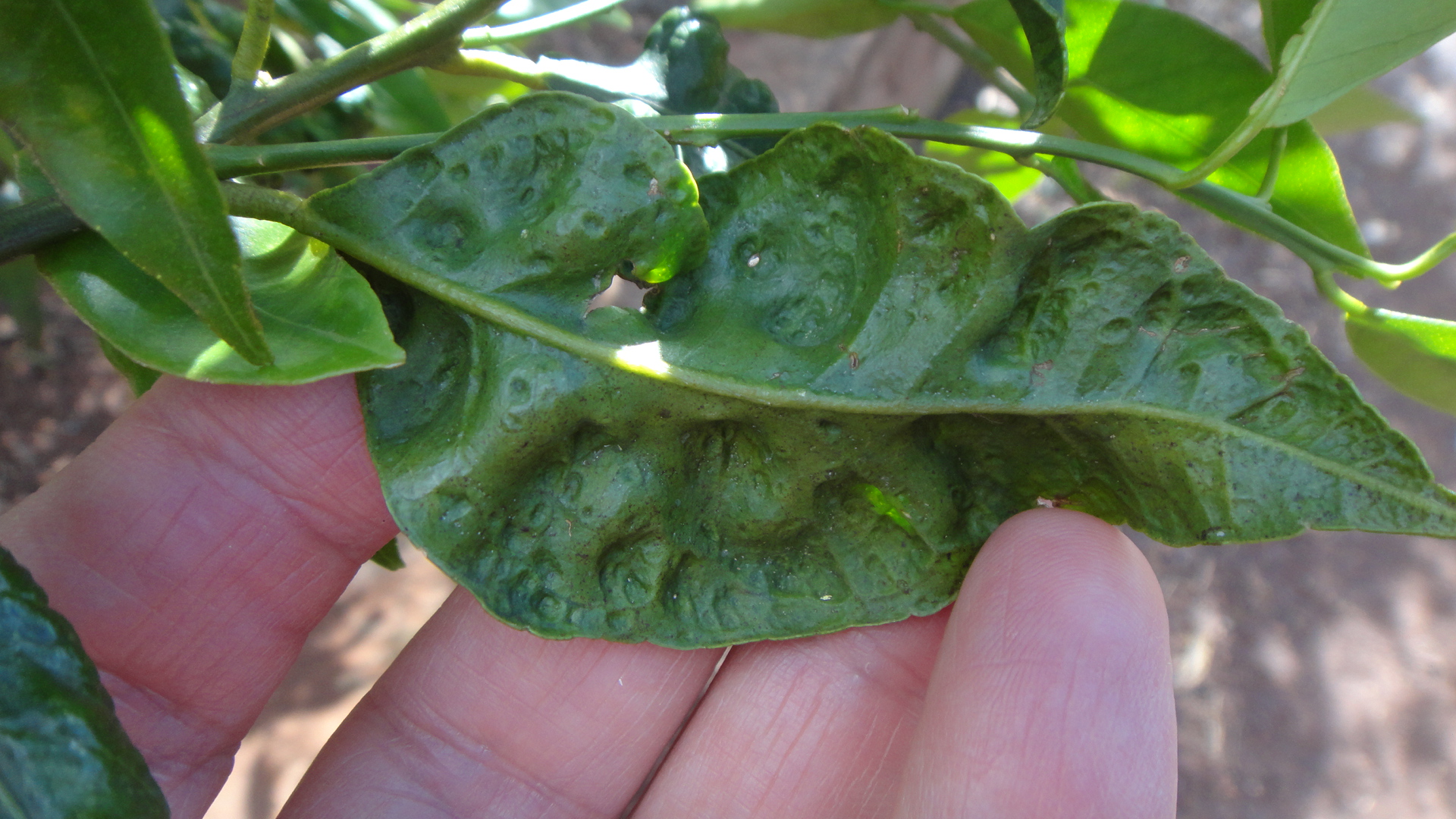 Trioza Erytreae